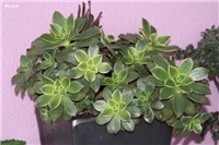 5614a4bf-IMG_8189 aeonium.jpg
